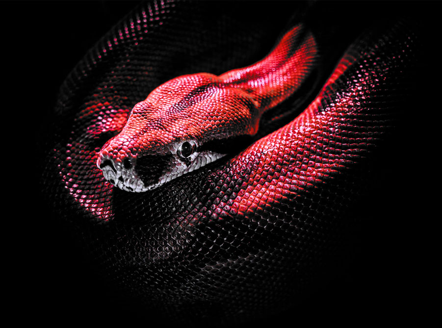 Efeito Cobra Vermelha